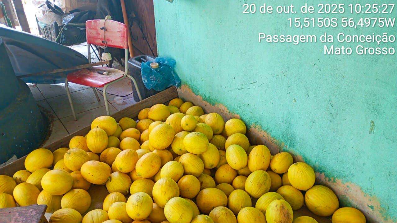 Colheita de melão e melancia reforça merenda escolar e valoriza agricultura familiar