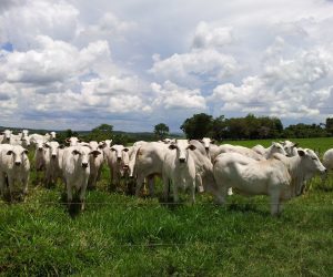 Ganho de peso diário durante a recria de bovinos de corte em pasto