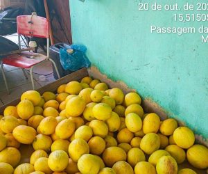 Colheita de melão e melancia reforça merenda escolar e valoriza agricultura familiar